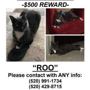 Lost Cat Roo