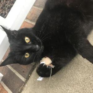 Image of Unknown, Found Cat