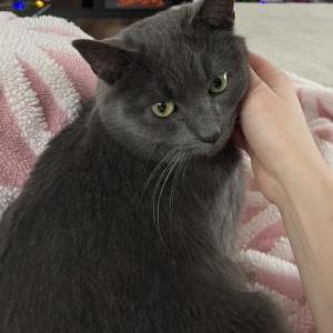 Image of LC, Lost Cat