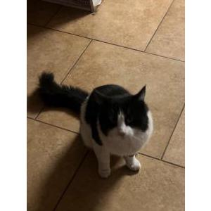 Lost Cat Oreo