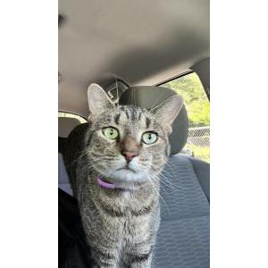 Lost Cat Mau