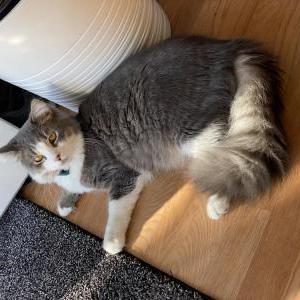 Lost Cat Odinn