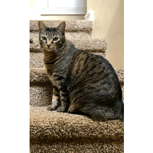 2nd Image of Cupcake, Lost Cat
