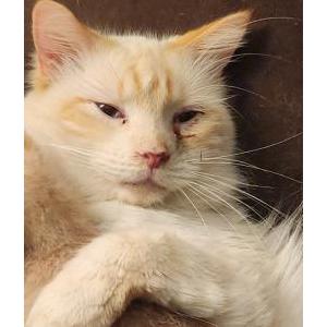 Lost Cat Shorty