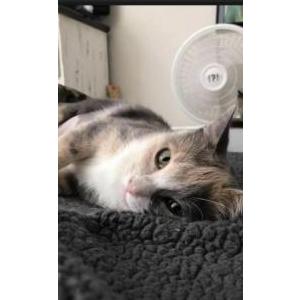 Lost Cat Freya