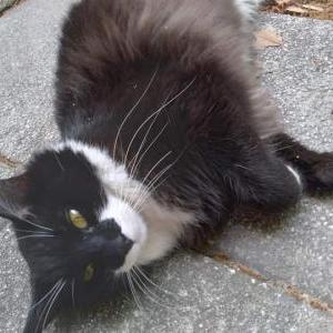 2nd Image of Dali, Lost Cat