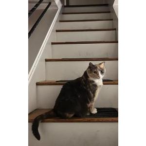 Lost Cat Freya