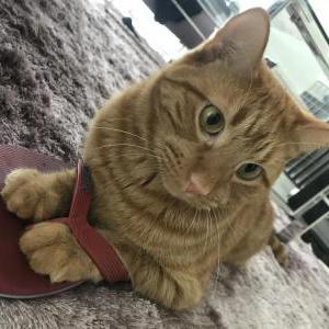 Image of Thor, Lost Cat