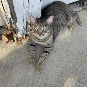 Lost Cat Oso