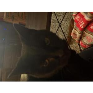 Image of Minou, Lost Cat