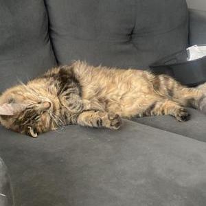 Image of Jolene, Lost Cat