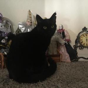 Lost Cat Elle