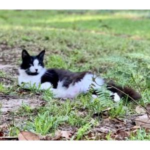 Image of Moose, Lost Cat