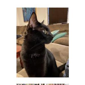 Lost Cat Jasper