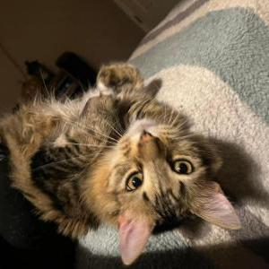 Image of Ruben, Lost Cat