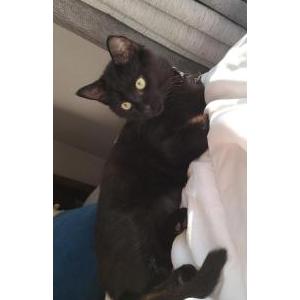 lost and found pets nyc