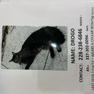 Lost Cat Drogo