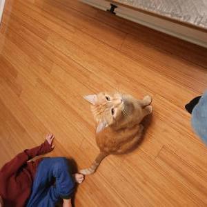 Image of Titan, Lost Cat