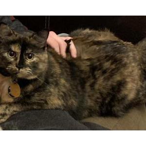 Lost Cat Pandora