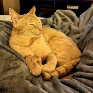 Image of Ziggy Stardust, Lost Cat