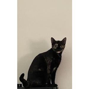 Lost Cat Natasha