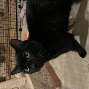Image of unknown, Found Cat