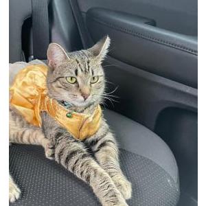 Image of Chispitas, Lost Cat