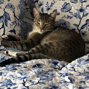 Image of Hershel, Lost Cat