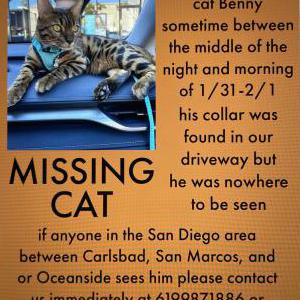 Lost Cat Benny