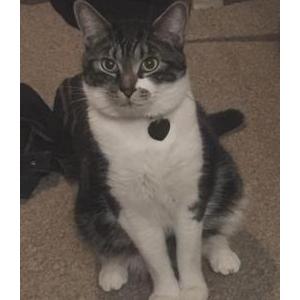 Lost Cat Kitty
