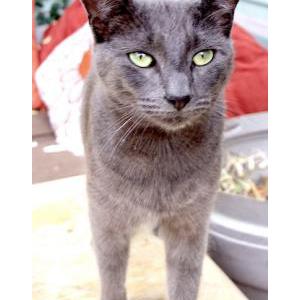 Lost Cat Blue