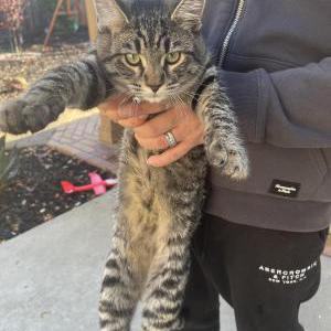 Lost Cat Tiger