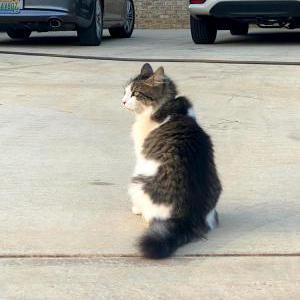 2nd Image of Kiki, Lost Cat