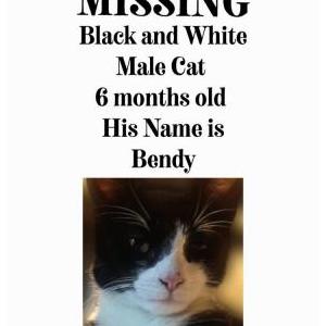 Lost Cat Bandy