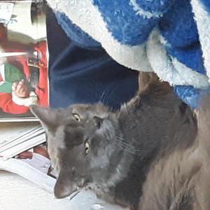 Image of Dada, Lost Cat