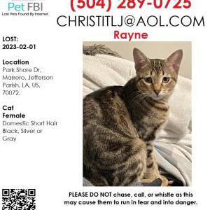 Lost Cat Rayne