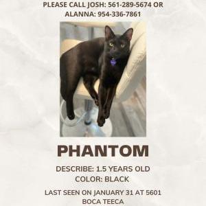 Lost Cat Phantom