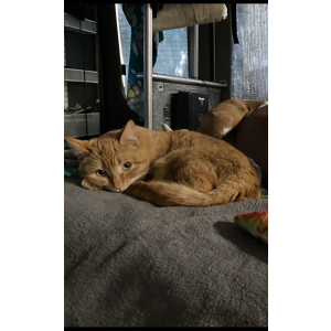 Image of Kit, Lost Cat