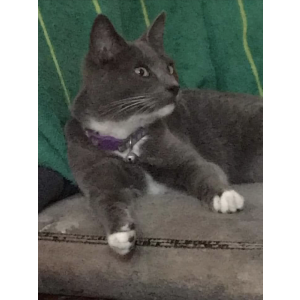 Lost Cat pickles