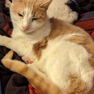 Image of Thor, Lost Cat