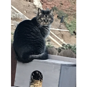 Lost Cat Kitty