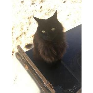 Image of Marchesa, Lost Cat