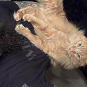 Image of Butters, Lost Cat