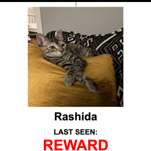 Lost Cat Rashida