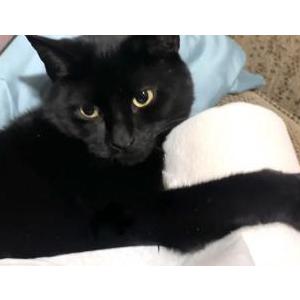 Image of Spaz (aka Razzles), Lost Cat