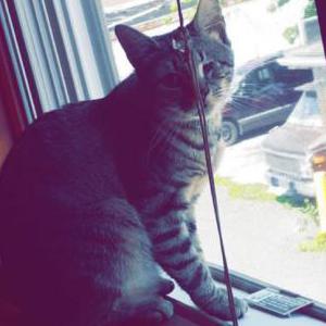 Lost Cat Aurora