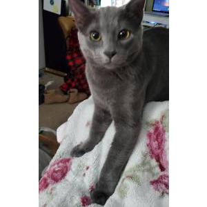 Lost Cat Smokey