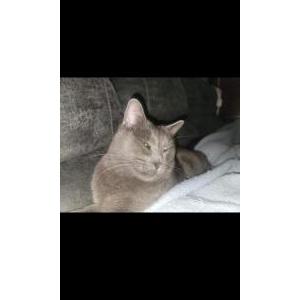 Lost Cat Arlo