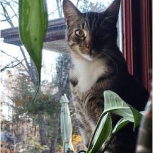 Image of Gandalf, Lost Cat