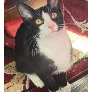 Image of Smeegs, Lost Cat